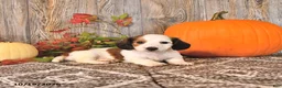 Dachshund dogs for sale: Leo - Ad 4