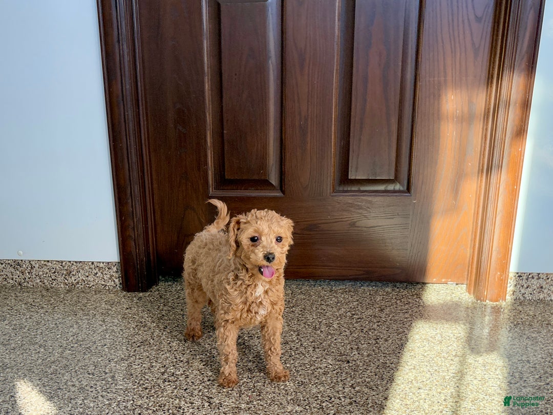Maltipoo dogs for sale: Sherry - Ad 7