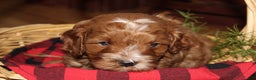 Cavapoo dogs for sale: Jingle - F1B Cavapoo Male - Ad 2