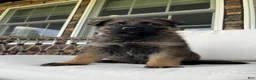 German Shepherd dogs for sale: Hanz - Ad 5