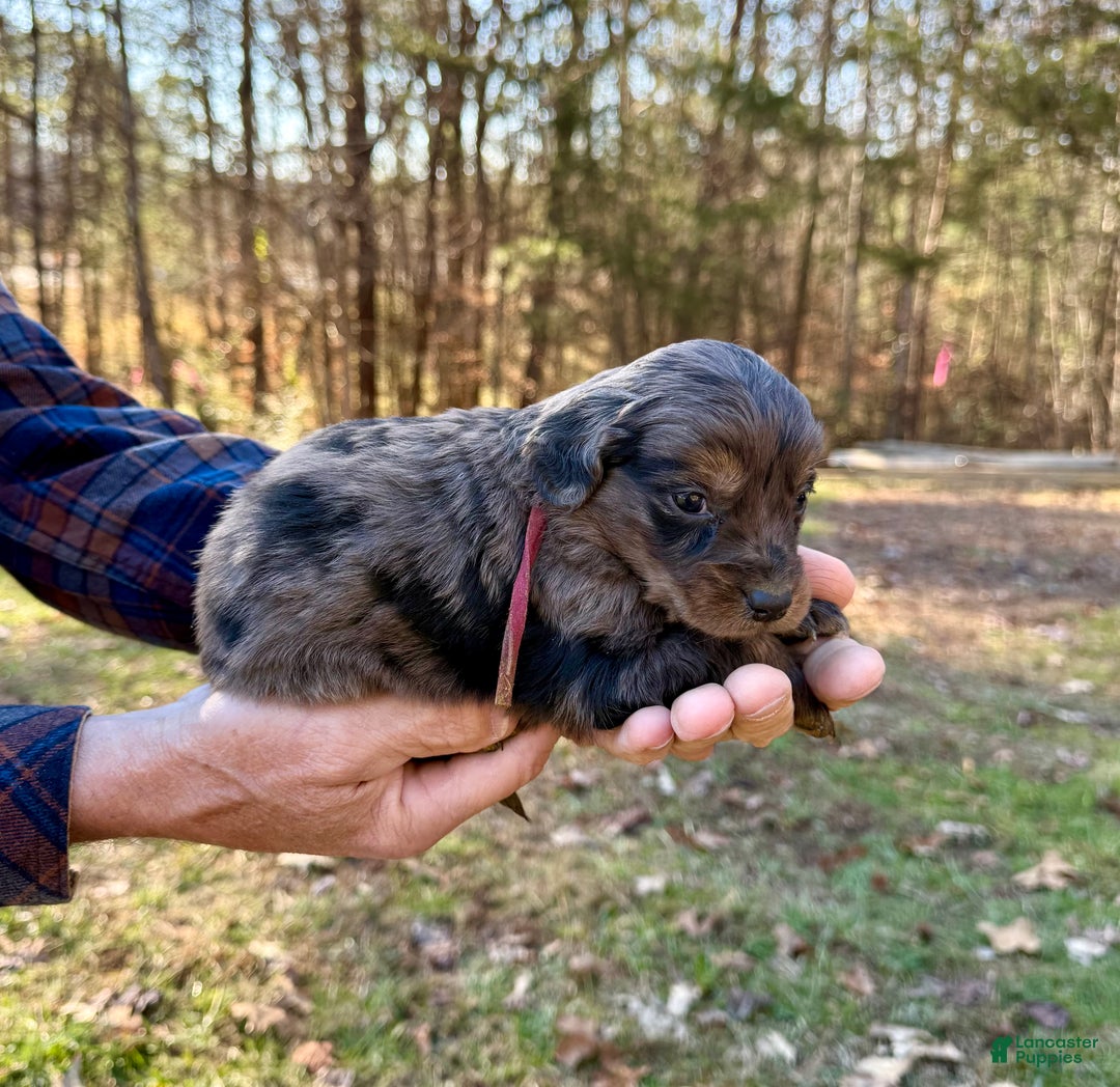 Goldendoodle dogs for sale: Goldendoodle Puppy 3 - Ad 5