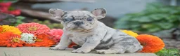 French Bulldog dogs for sale: Tiger - Ad 4