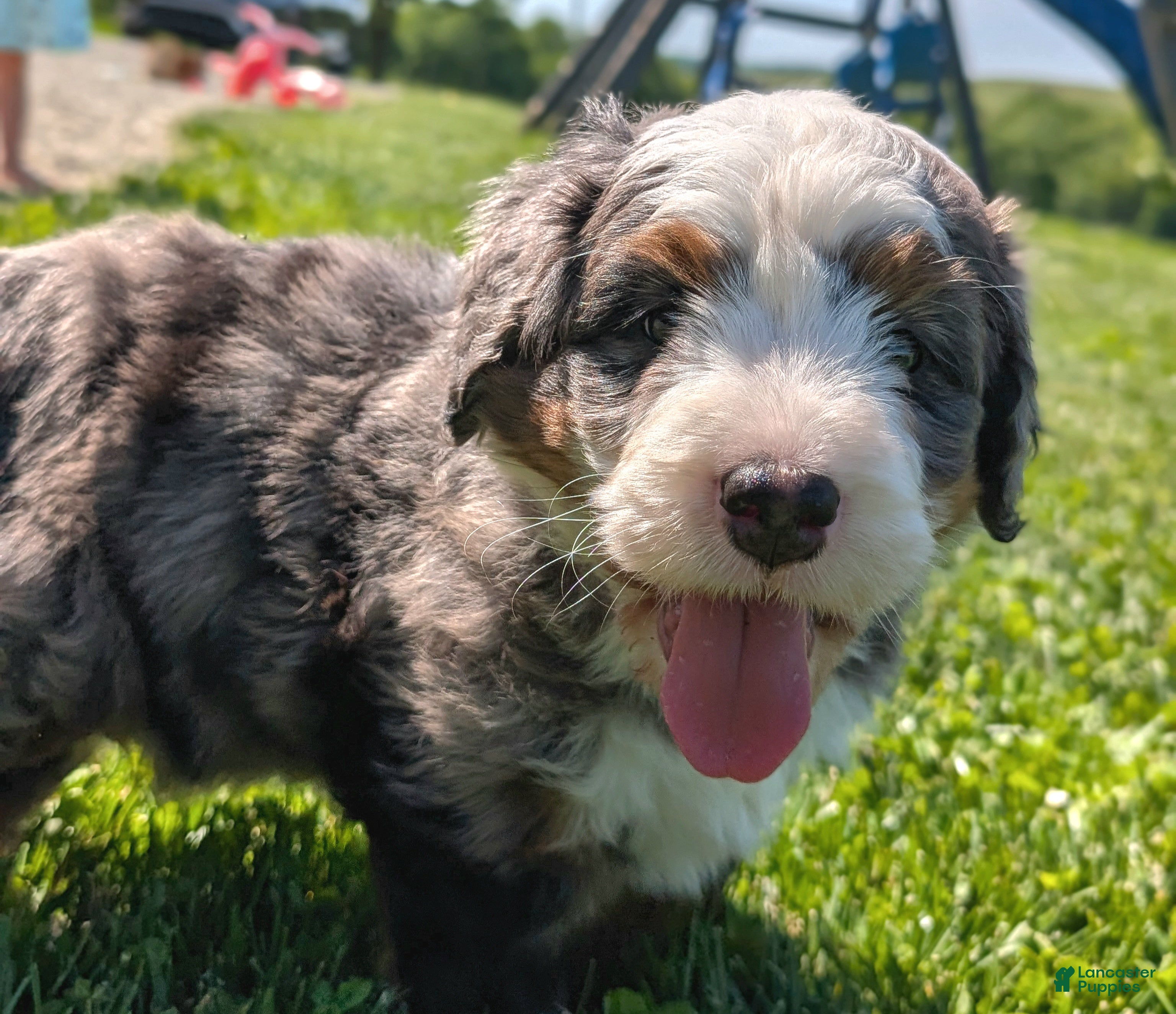 Bernedoodle dogs Shane - Ad 2