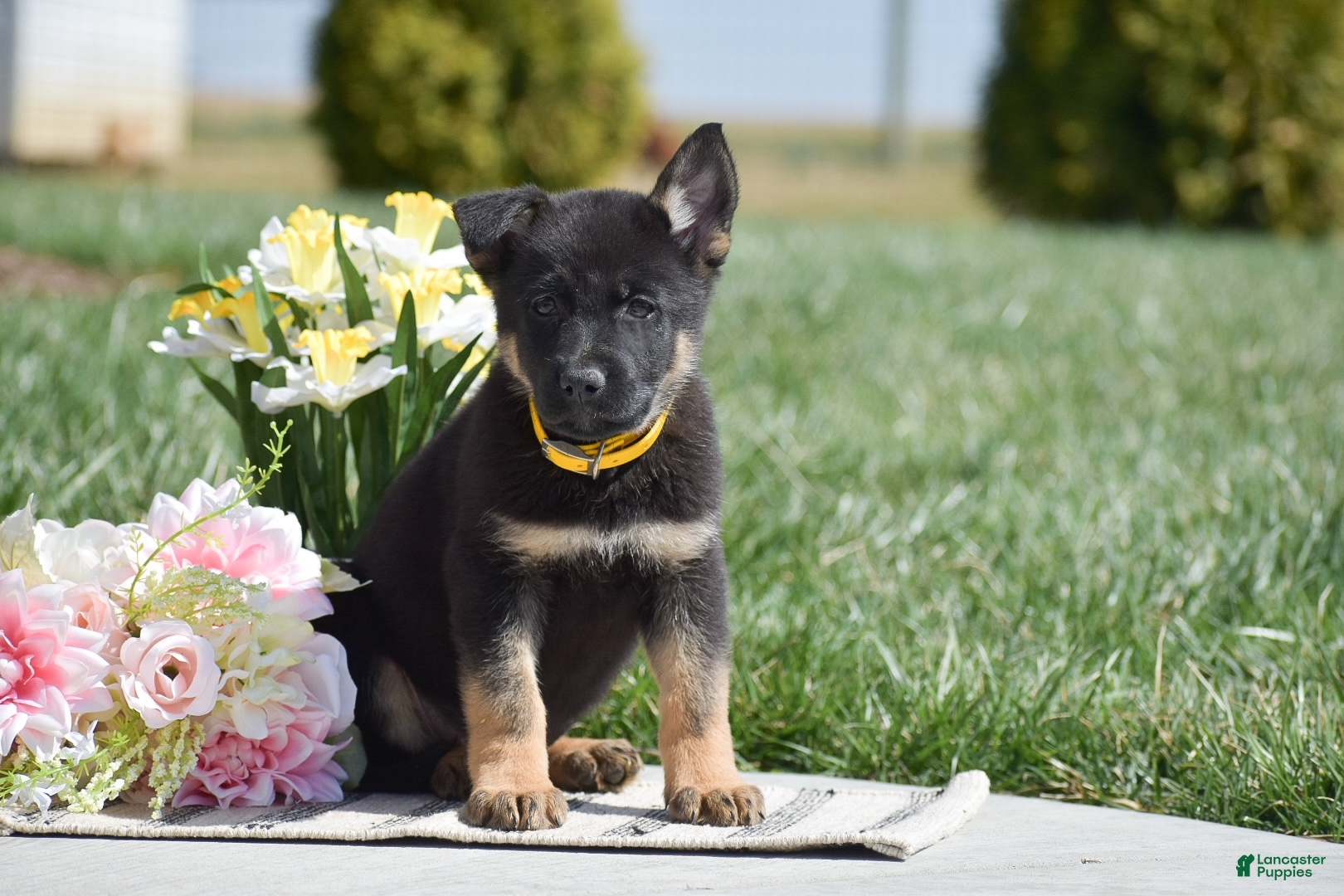 German Shepherd dogs Rocky - Ad 1