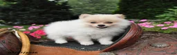 Pomeranian dogs for sale: Rolo - Ad 4