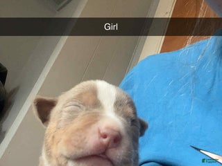 American Bully dogs American Bully Puppy 5 - Ad 18