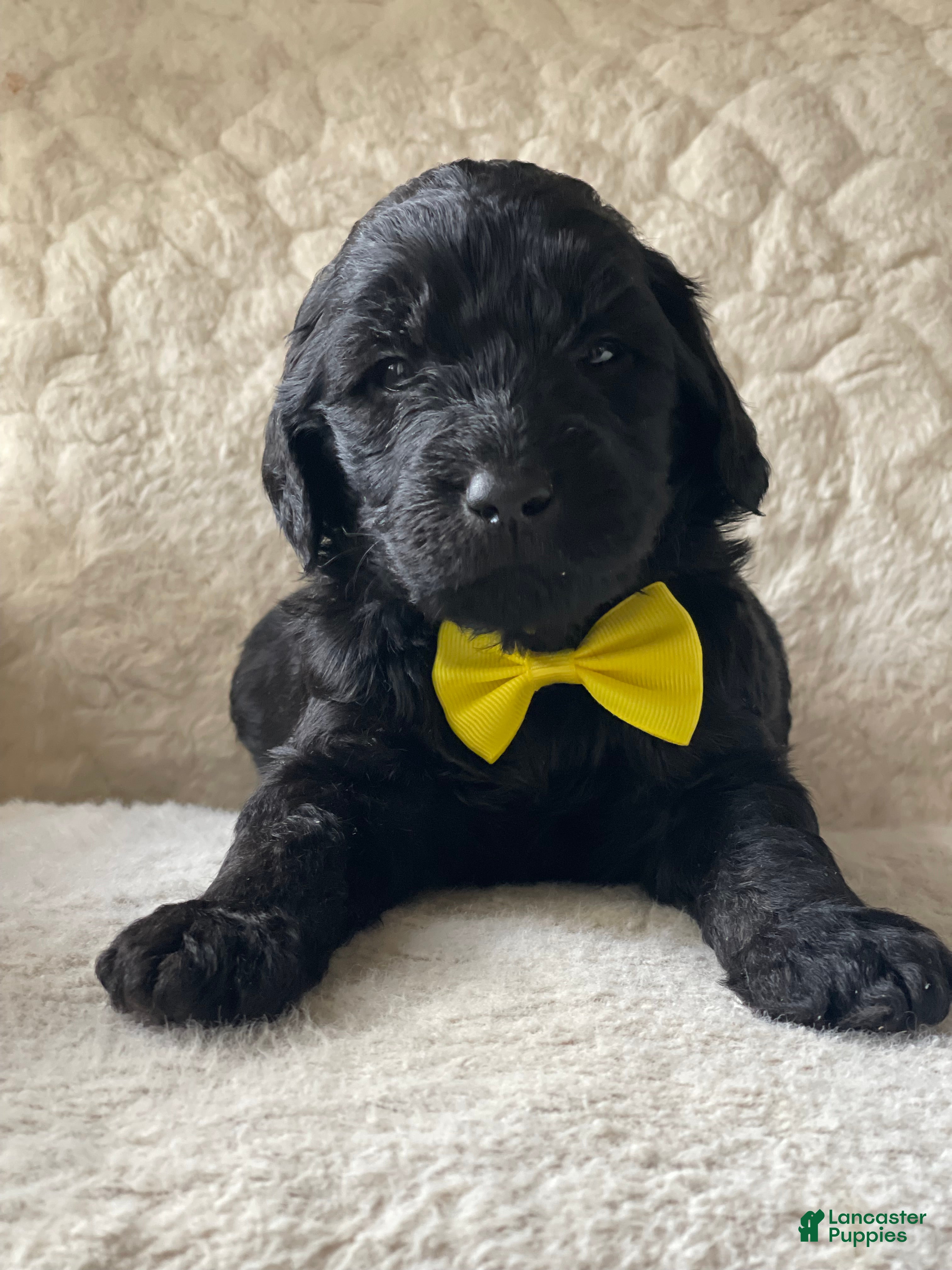 Goldendoodle dogs Yellow Collar Male - Ad 1