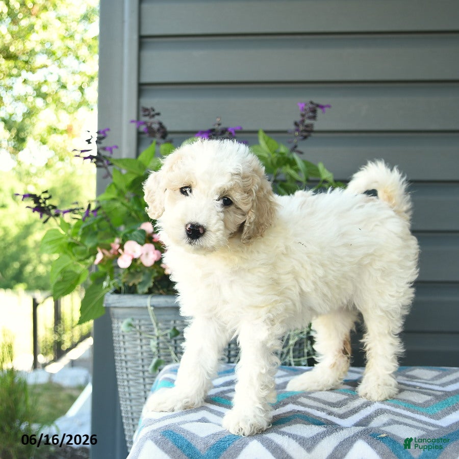 Mini Goldendoodle dogs Angel - Ad 1