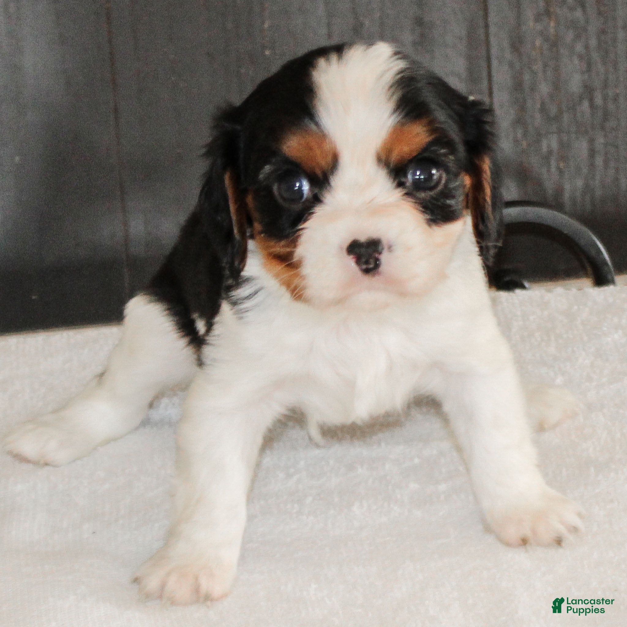 Cavalier King Charles Spaniel dogs Congo - Ad 5