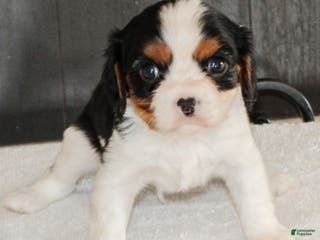 Cavalier King Charles Spaniel dogs Congo - Ad 5