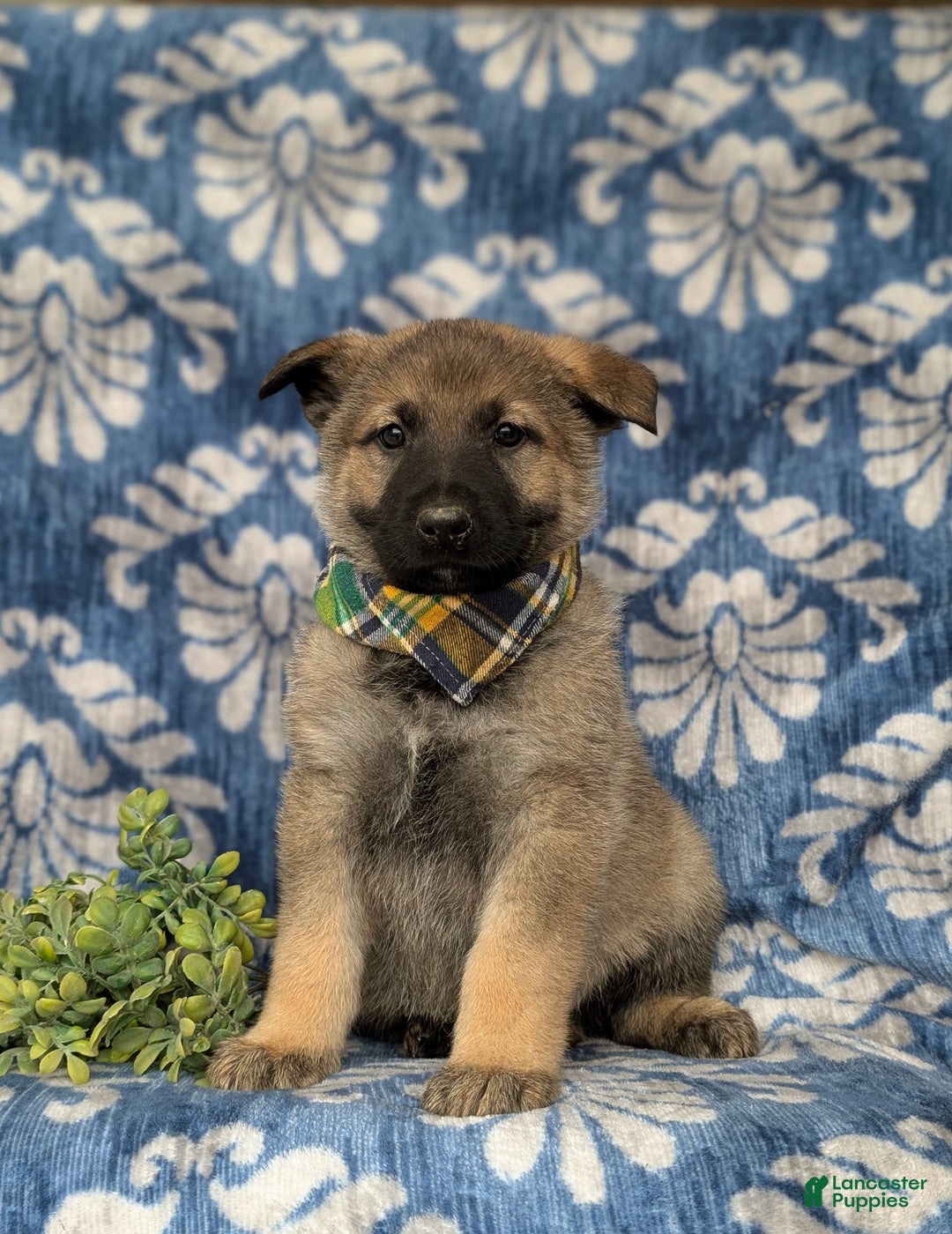 Mixed Breed dogs for sale: Codie - Ad 3