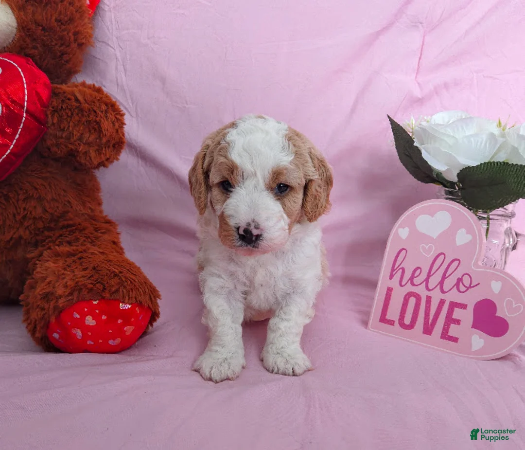 Cavapoo dogs for sale: Waffles - Ad 8