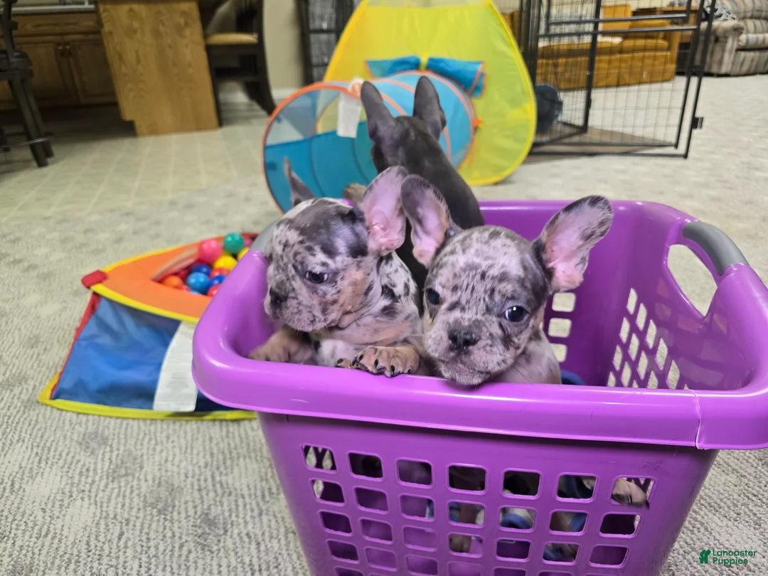 French Bulldog dogs for sale: Remi - Ad 10