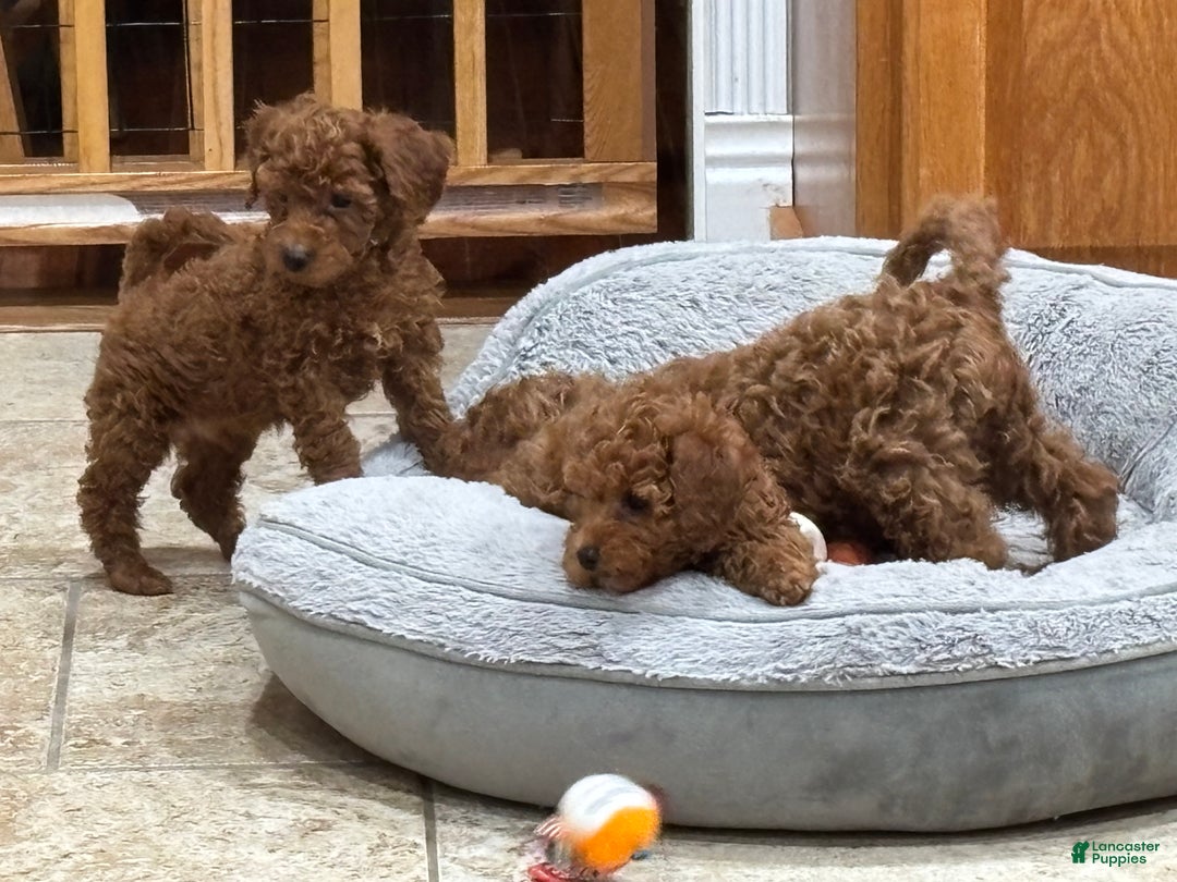 Toy Poodle dogs for sale: Toy Poodle Puppy 4 - Ad 11