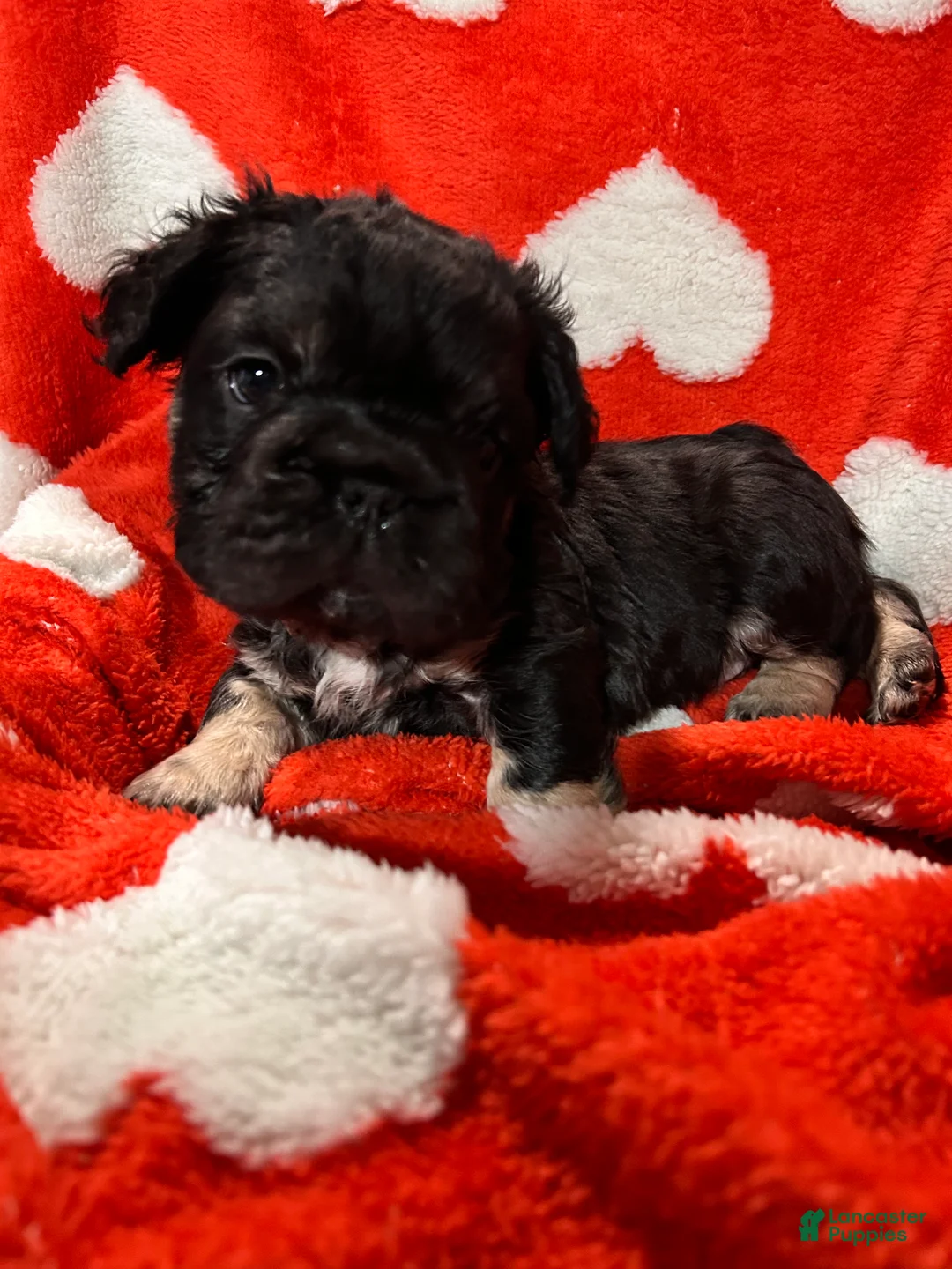 French Bulldog dogs for sale: Milo - Ad 5