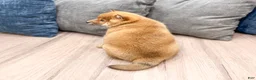 Shiba Inu dogs for sale: Champion - Ad 6
