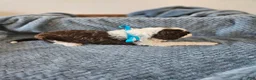 Portuguese Water Dog dogs for sale: Spot - Ad 3