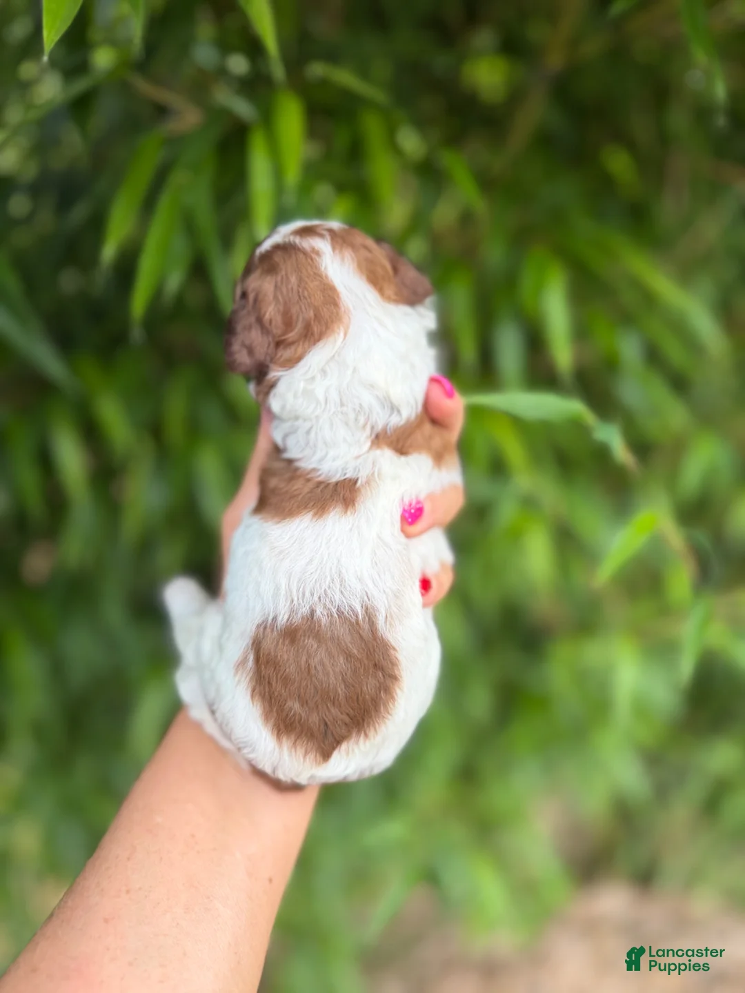 Cockapoo dogs for sale: Cockapoo Puppy 3 - Ad 2