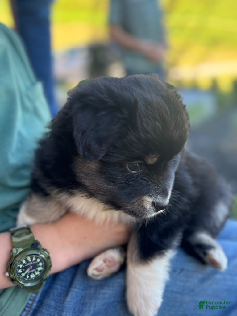 Miniature Australian Shepherd dogs Maggie - Ad 2
