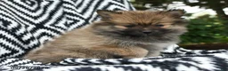 Pomeranian dogs for sale: Creampuff - Ad 5