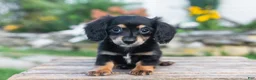 Miniature Dachshund dogs for sale: Lulu - Ad 7