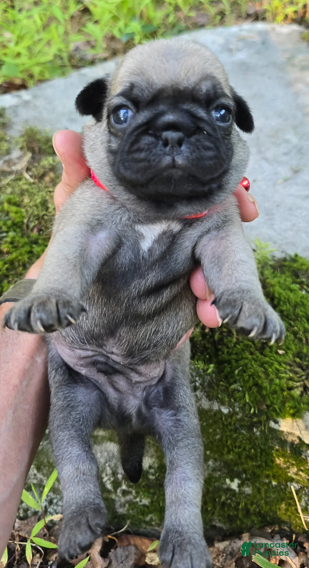 Pug dogs for sale: Bo - Ad 1