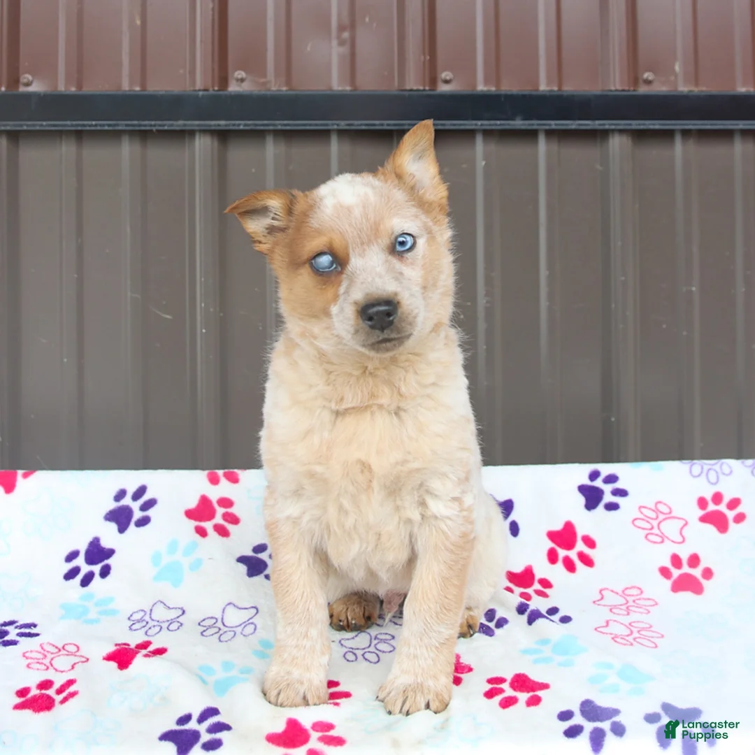 Mixed Breed dogs for sale: Dexter - Ad 3