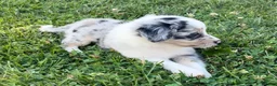Mini Aussiedoodle dogs for sale: Cash - Ad 3