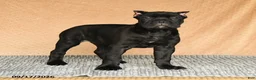 Cane Corso dogs for sale: Cali  - Ad 10