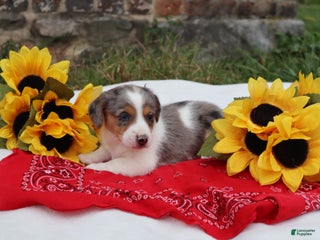 Mixed Breed dogs - Ad 16