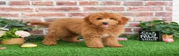 Mini Goldendoodle dogs for sale: Dora - Ad 10
