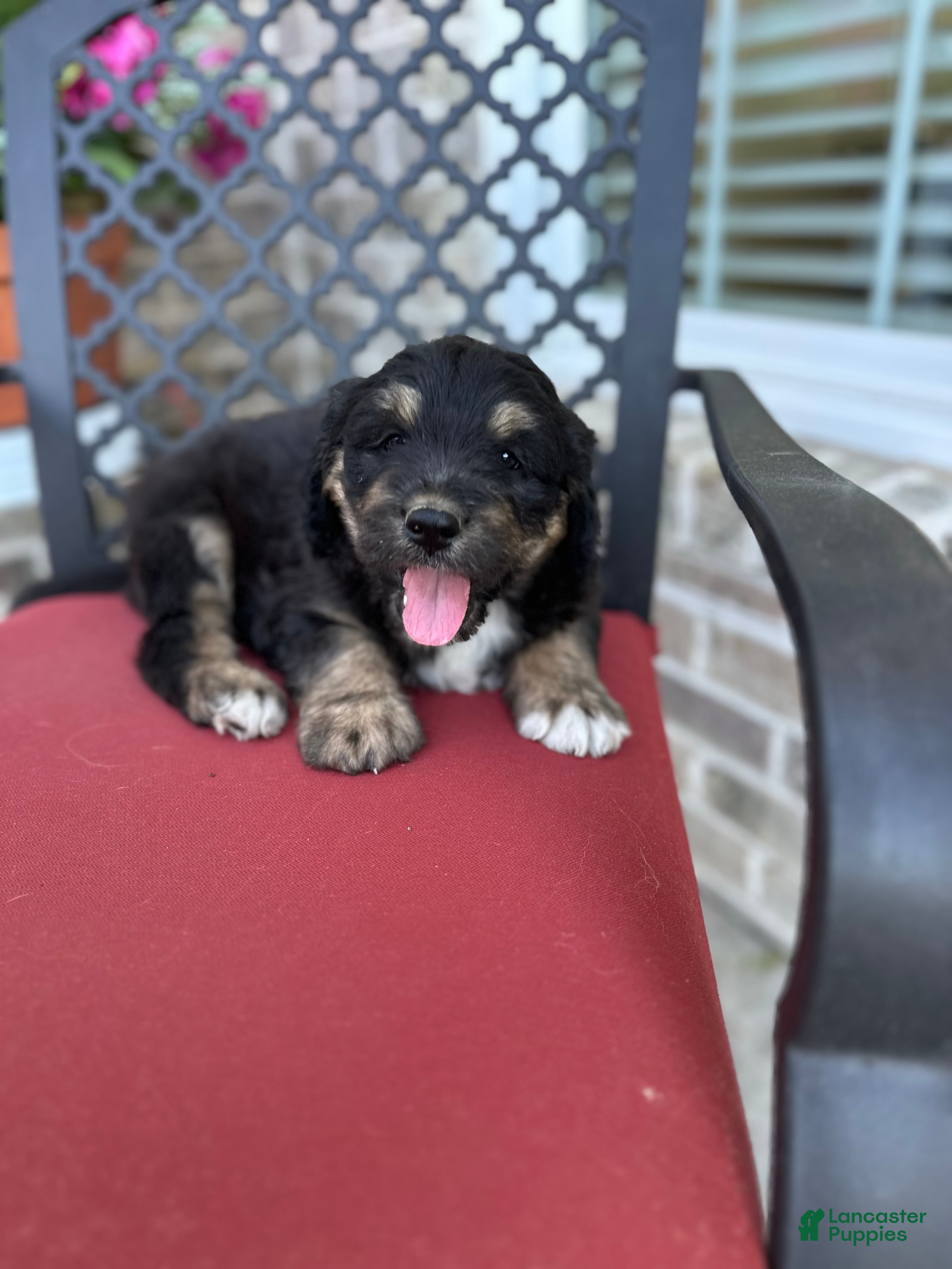 Aussiedoodle dogs Aussiedoodle Puppy 5 - Ad 21