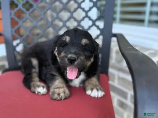 Aussiedoodle dogs Aussiedoodle Puppy 5 - Ad 21