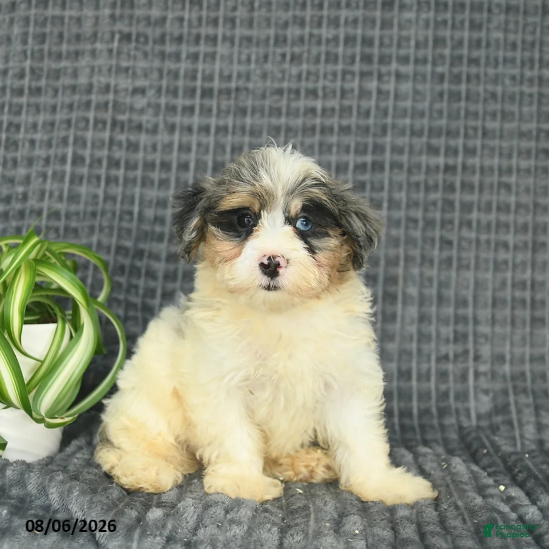 Maltipoo dogs for sale: Bluebell  - Ad 3