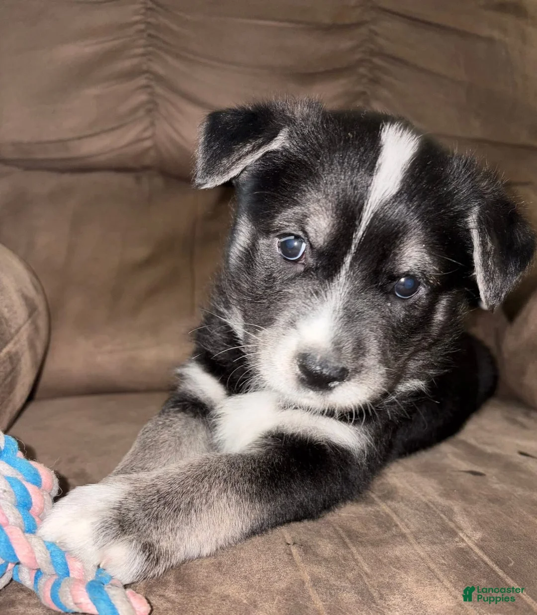 Mixed Breed dogs for sale: My Girl - Ad 7