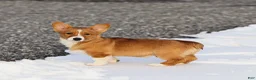 Welsh Corgi Pembroke dogs for sale: Kyler Welsh Corgi Pembroke - Ad 5