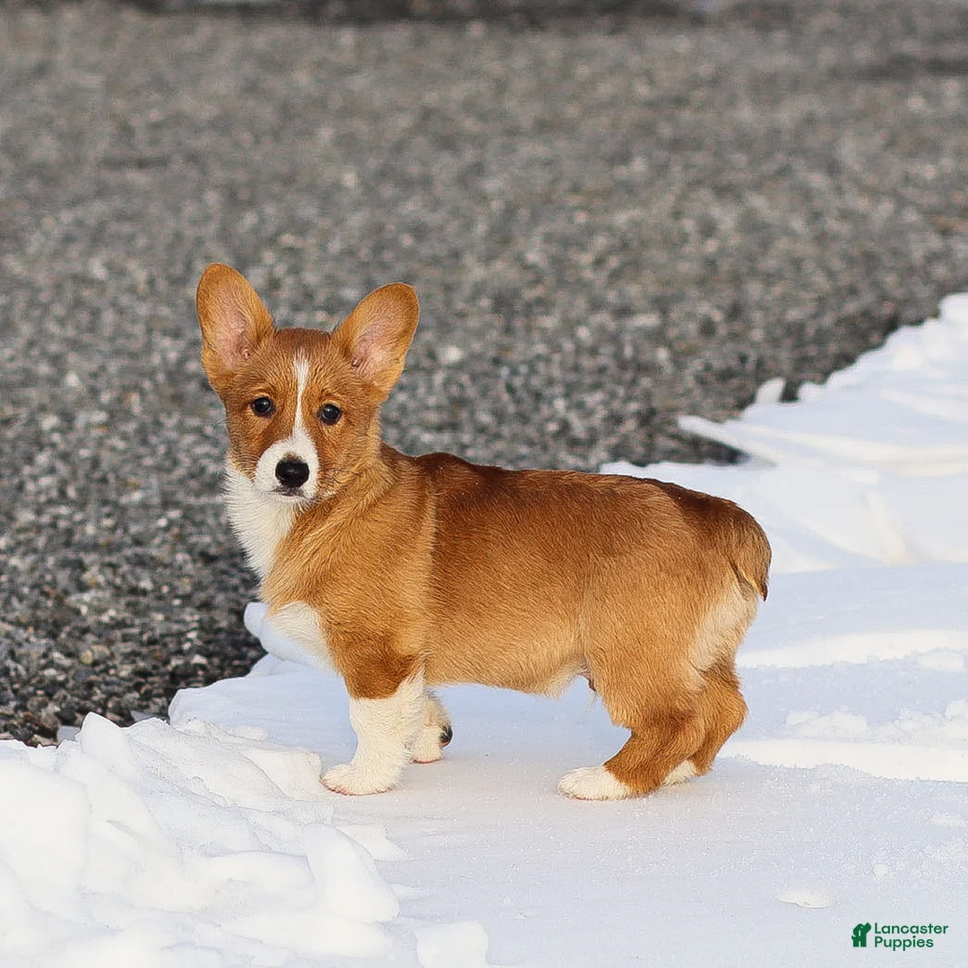 Welsh Corgi Pembroke dogs for sale: Kyler Welsh Corgi Pembroke - Ad 5