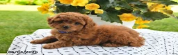 Mini Goldendoodle dogs for sale: Sofia - Ad 2