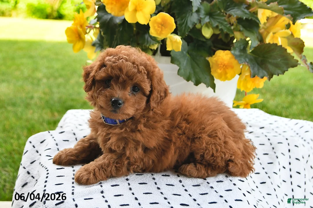 Mini Goldendoodle dogs for sale: Sofia - Ad 2