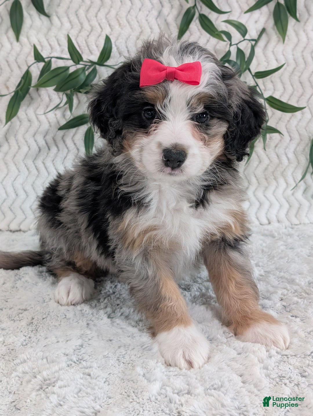 Mini Bernedoodle dogs for sale: Mini Pearl  - Ad 7