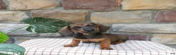 Miniature Dachshund dogs for sale: Tina - Ad 3
