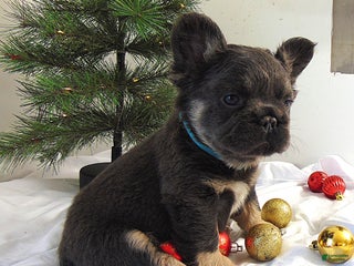 French Bulldog dogs Thor - Ad 39