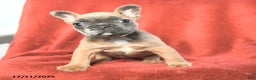 French Bulldog dogs for sale: Amy - Ad 3