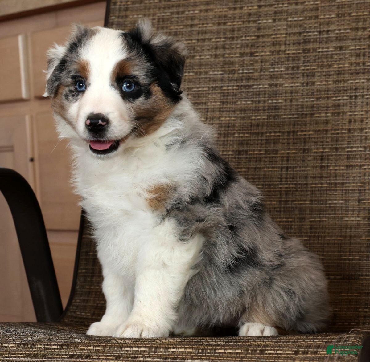 Miniature Australian Shepherd dogs Blue Bell - Ad 2