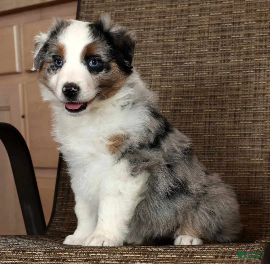 Miniature Australian Shepherd dogs for sale: Blue Bell - Ad 2