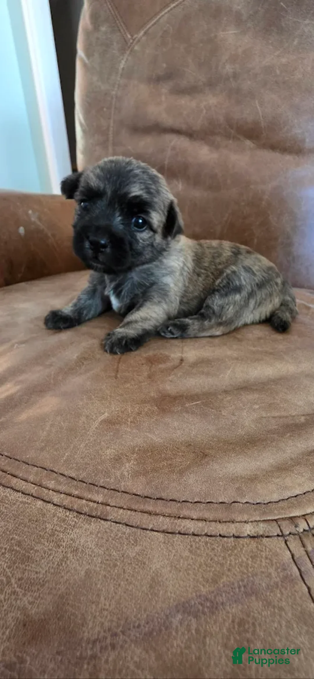 Cairn Terrier dogs for sale: Cherry  - Ad 1
