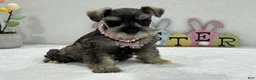 Miniature Schnauzer dogs for sale: Gypsy Female 1 - Ad 3