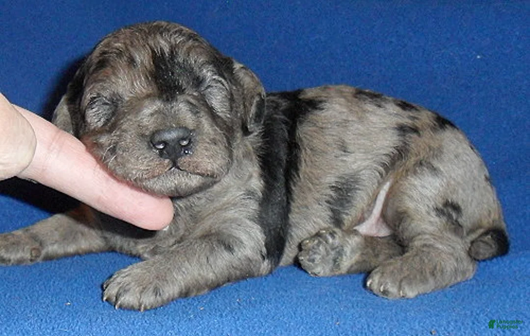 Yorkiepoo dogs for sale: Patches - Ad 1