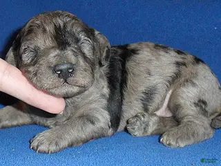 Yorkiepoo dogs Patches - Ad 33