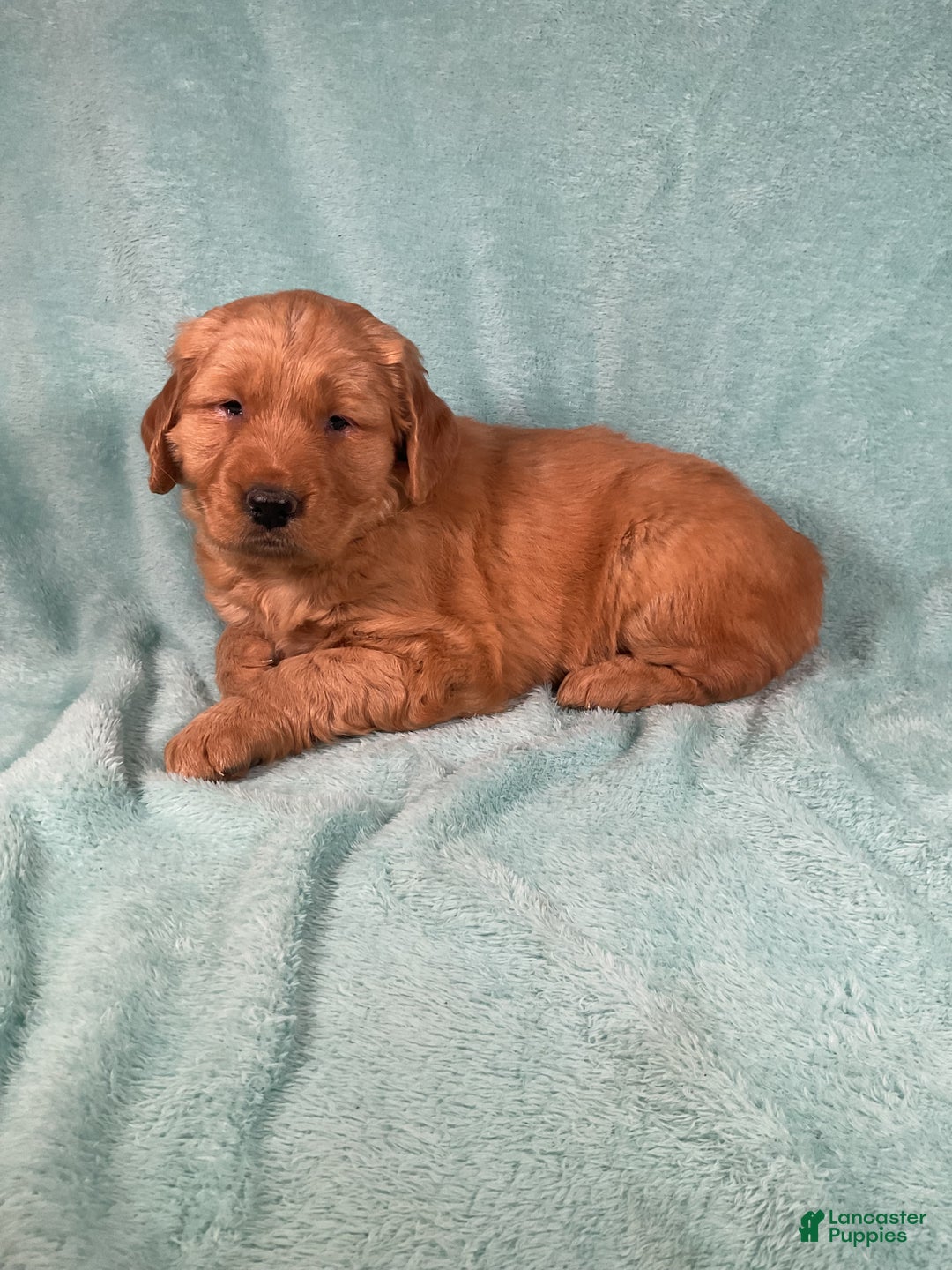 Golden Retriever dogs for sale: Lacey  - Ad 2